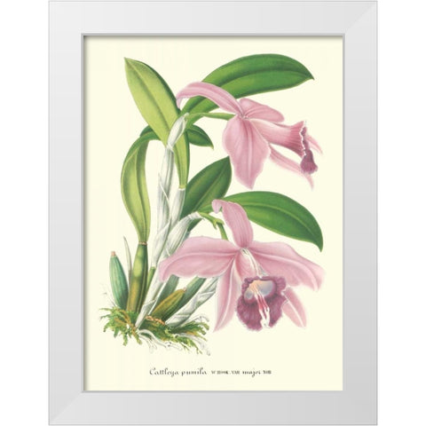 Lavender Orchids II White Modern Wood Framed Art Print by Stroobant, P.