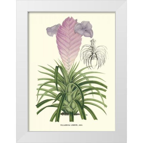Lavender Orchids III White Modern Wood Framed Art Print by Stroobant, P.