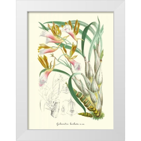 Lavender Orchids IV White Modern Wood Framed Art Print by Stroobant, P.