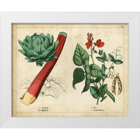 Kitchen Vegetables and Roots II White Modern Wood Framed Art Print by Unknown