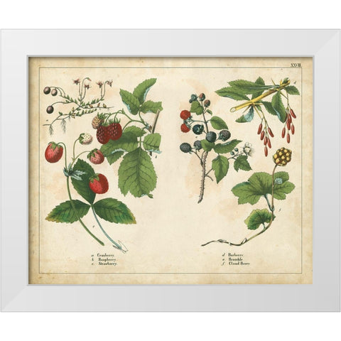 Kitchen Fruits II White Modern Wood Framed Art Print by Unknown