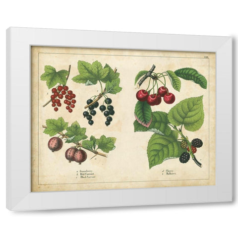 Kitchen Fruits III White Modern Wood Framed Art Print by Unknown