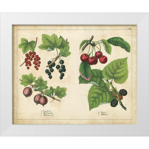 Kitchen Fruits III White Modern Wood Framed Art Print by Unknown