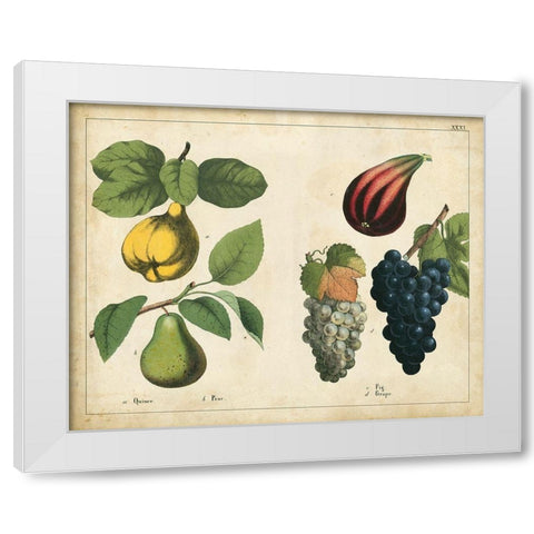 Kitchen Fruits IV White Modern Wood Framed Art Print by Unknown
