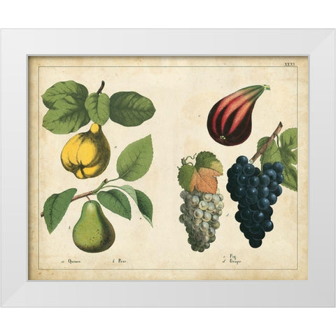 Kitchen Fruits IV White Modern Wood Framed Art Print by Unknown