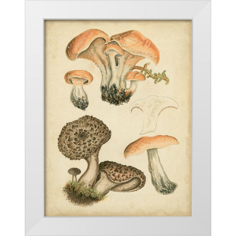 Antique Mushrooms I White Modern Wood Framed Art Print by Furrer, H.