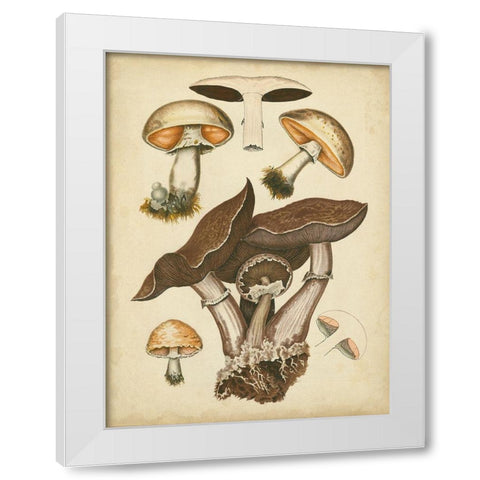 Antique Mushrooms II White Modern Wood Framed Art Print by Furrer, H.