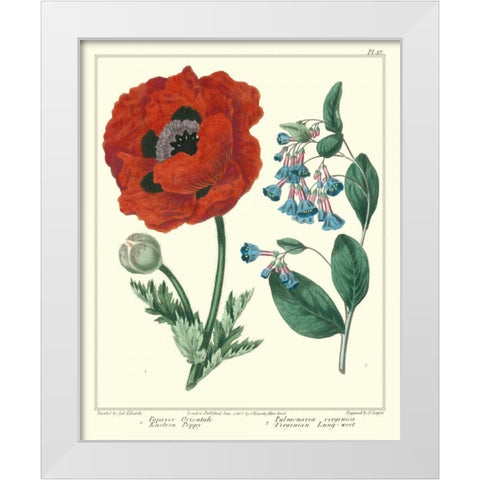 Gardeners Delight I White Modern Wood Framed Art Print by Edwards, Sydenham