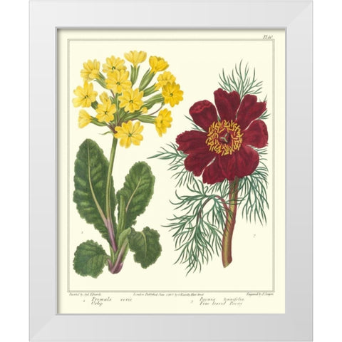 Gardeners Delight II White Modern Wood Framed Art Print by Edwards, Sydenham