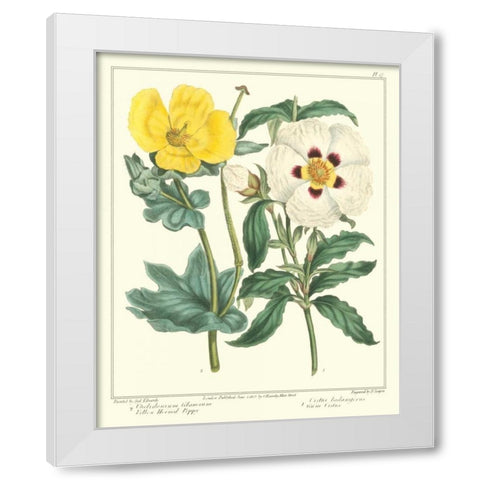 Gardeners Delight III White Modern Wood Framed Art Print by Edwards, Sydenham