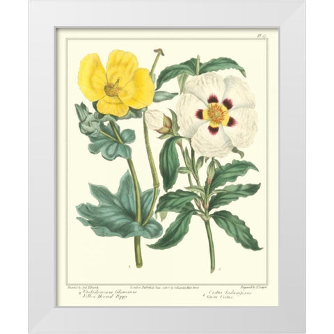 Gardeners Delight III White Modern Wood Framed Art Print by Edwards, Sydenham