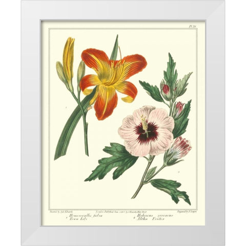 Gardeners Delight IV White Modern Wood Framed Art Print by Edwards, Sydenham