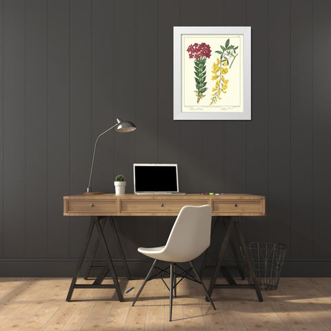 Gardeners Delight V White Modern Wood Framed Art Print by Edwards, Sydenham