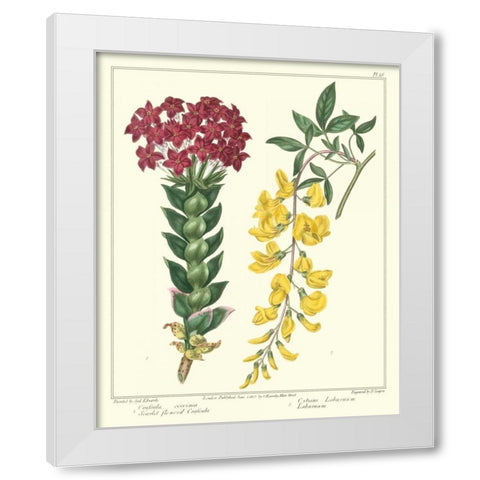 Gardeners Delight V White Modern Wood Framed Art Print by Edwards, Sydenham