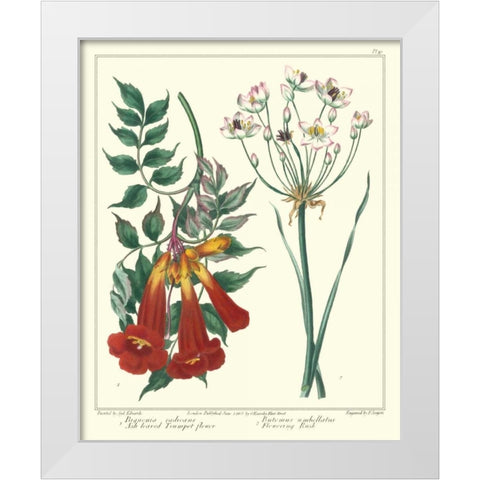 Gardeners Delight VI White Modern Wood Framed Art Print by Edwards, Sydenham