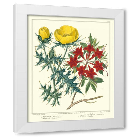 Gardeners Delight VII White Modern Wood Framed Art Print by Edwards, Sydenham