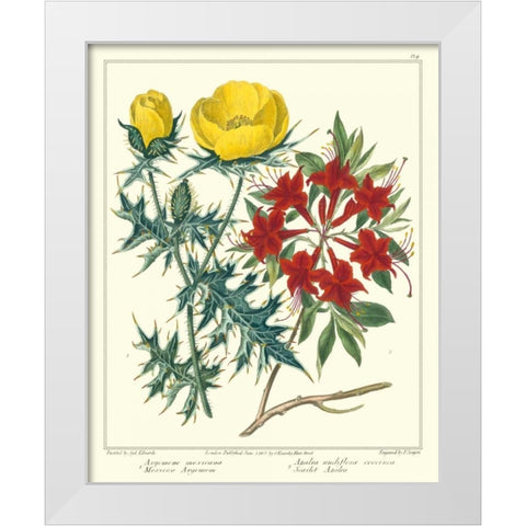 Gardeners Delight VII White Modern Wood Framed Art Print by Edwards, Sydenham