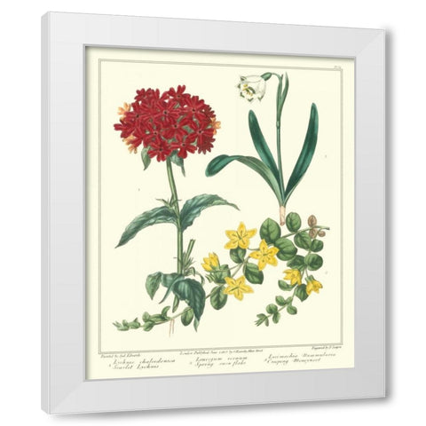 Gardeners Delight VIII White Modern Wood Framed Art Print by Edwards, Sydenham