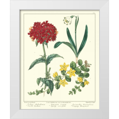 Gardeners Delight VIII White Modern Wood Framed Art Print by Edwards, Sydenham