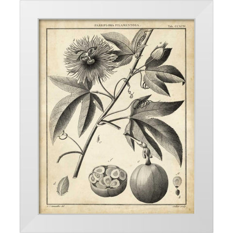 Passiflora I White Modern Wood Framed Art Print by Sellier