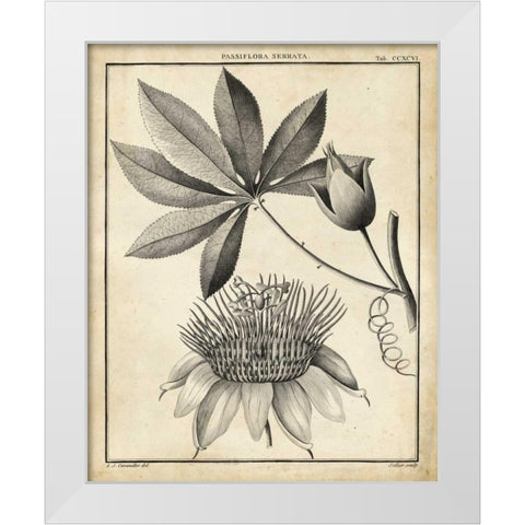 Passiflora II White Modern Wood Framed Art Print by Sellier