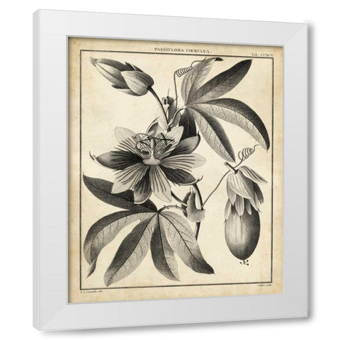 Passiflora III White Modern Wood Framed Art Print by Sellier