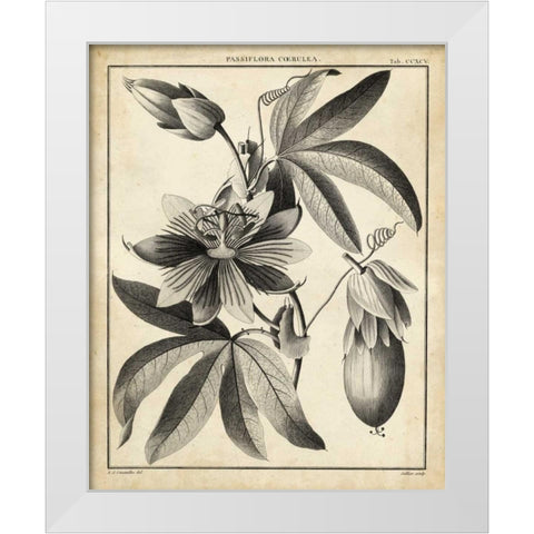 Passiflora III White Modern Wood Framed Art Print by Sellier
