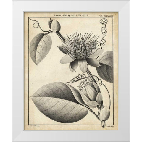 Passiflora IV White Modern Wood Framed Art Print by Sellier