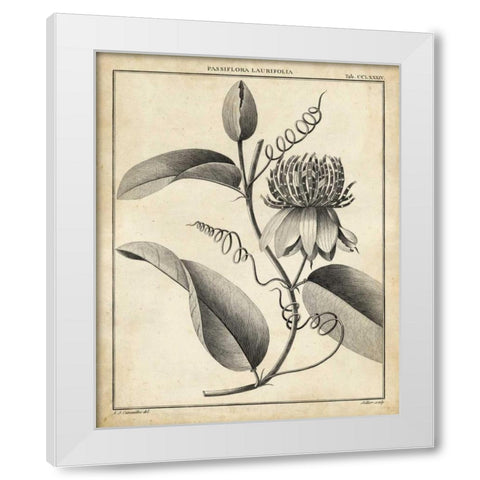 Passiflora V White Modern Wood Framed Art Print by Sellier