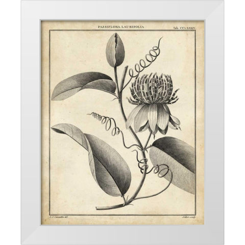 Passiflora V White Modern Wood Framed Art Print by Sellier