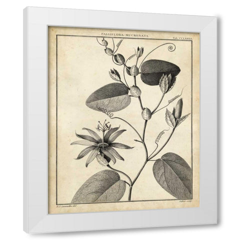 Passiflora VI White Modern Wood Framed Art Print by Sellier