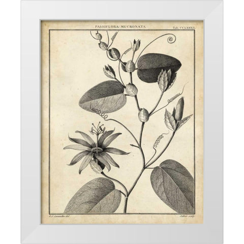 Passiflora VI White Modern Wood Framed Art Print by Sellier