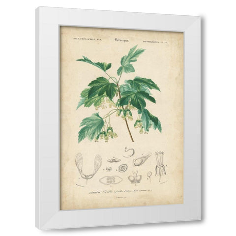 Tropical Botanique VIII White Modern Wood Framed Art Print by Vision Studio