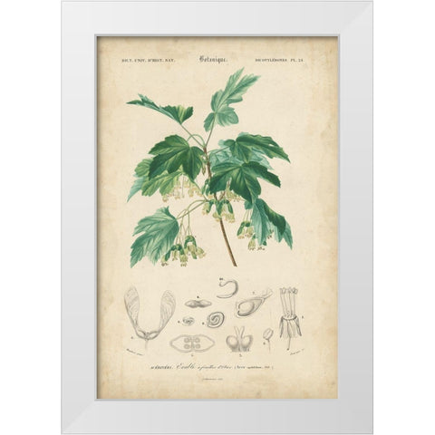 Tropical Botanique VIII White Modern Wood Framed Art Print by Vision Studio