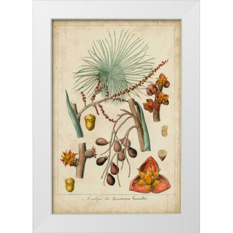 Palma Exotica III White Modern Wood Framed Art Print by Vision Studio