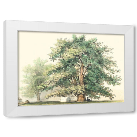 Majestic Oak White Modern Wood Framed Art Print by Unknown