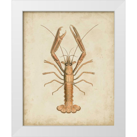 Crustaceans I White Modern Wood Framed Art Print by Sowerby, James
