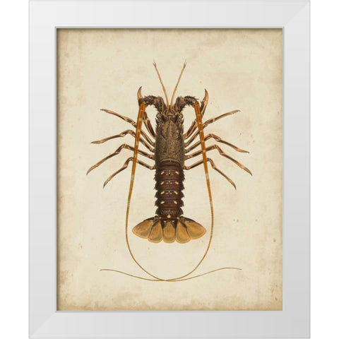 Crustaceans II White Modern Wood Framed Art Print by Sowerby, James