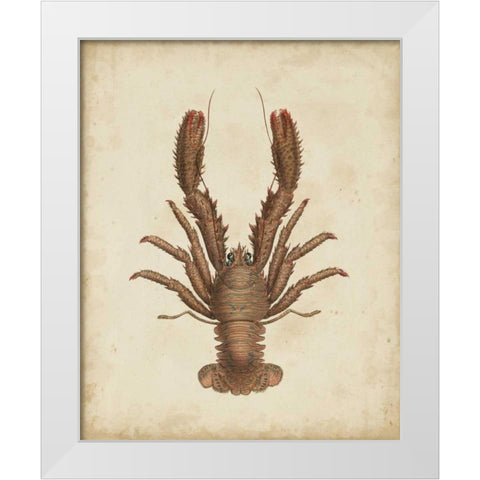 Crustaceans III White Modern Wood Framed Art Print by Sowerby, James