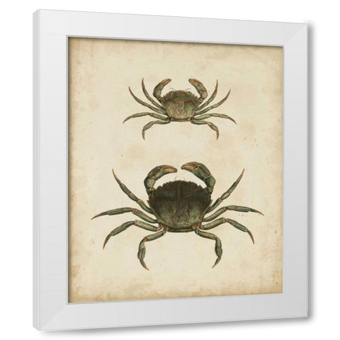 Crustaceans IV White Modern Wood Framed Art Print by Sowerby, James