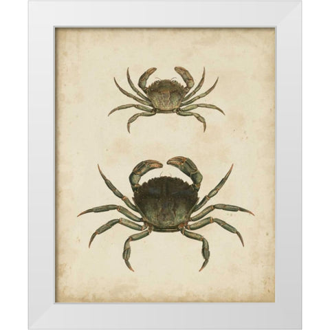 Crustaceans IV White Modern Wood Framed Art Print by Sowerby, James