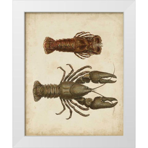 Crustaceans V White Modern Wood Framed Art Print by Sowerby, James