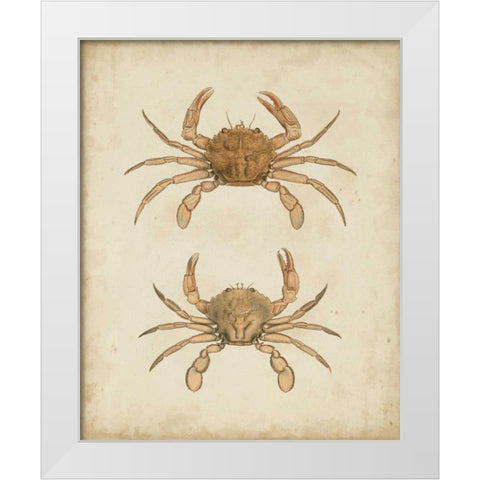 Crustaceans VI White Modern Wood Framed Art Print by Sowerby, James