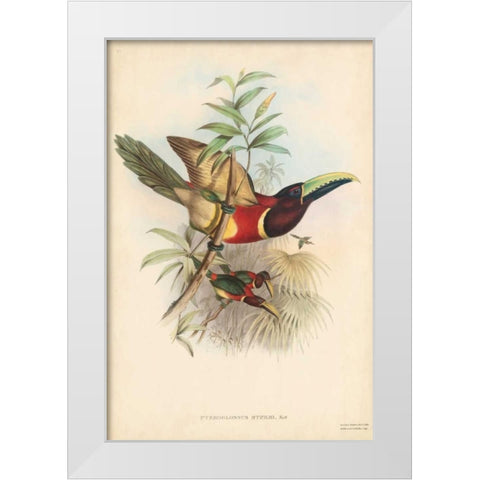 Tropical Toucans III White Modern Wood Framed Art Print by Gould, John