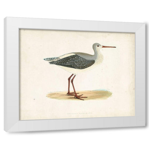 Morris Sandpiper I White Modern Wood Framed Art Print by Morris