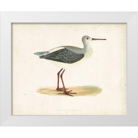 Morris Sandpiper I White Modern Wood Framed Art Print by Morris