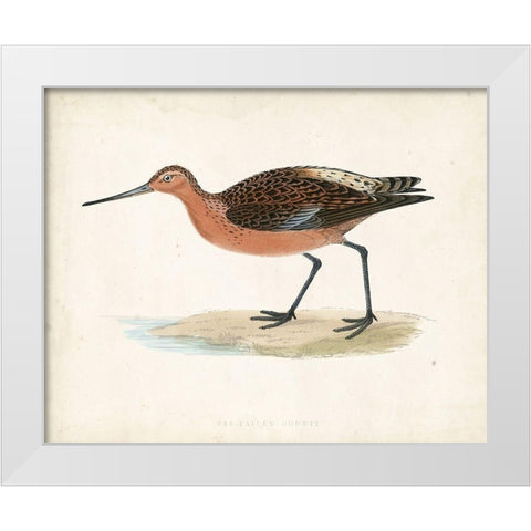 Morris Sandpiper II White Modern Wood Framed Art Print by Morris