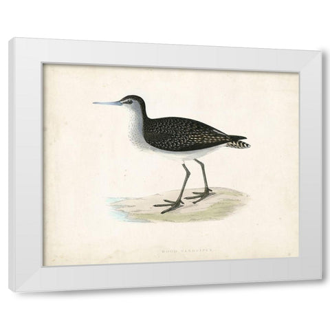 Morris Sandpiper VIII White Modern Wood Framed Art Print by Morris