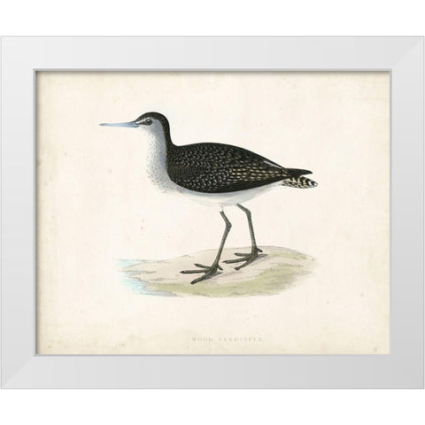 Morris Sandpiper VIII White Modern Wood Framed Art Print by Morris