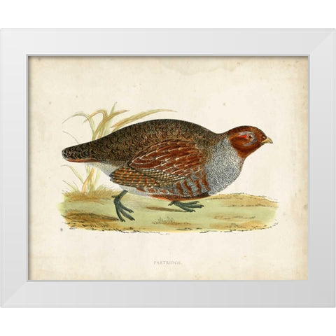 Morris Pheasants I White Modern Wood Framed Art Print by Morris